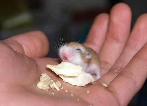 ittybittyhamster.jpg